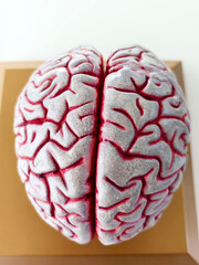 Anatomical model of the human brain.	