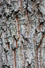 Fototapeta premium Pine tree, bark close-up. Close-up of pine bark in the forest for a natural background. Nature. Details. Focus on pine tree trunk with blurred background