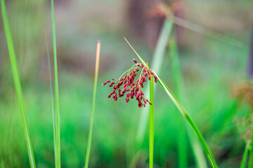 Actinoscirpus grossus. Close-up of a beautiful blurred background grass flower (also called Mensiang, Greater club-rush, Giant bulrush) taken with a high-resolution camera in Myanmar.