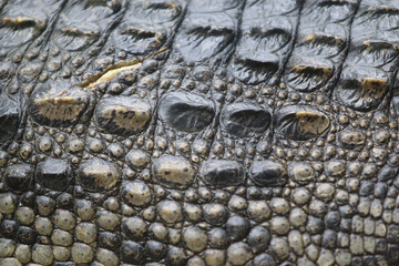 Crocodile skin leathertexture , close up