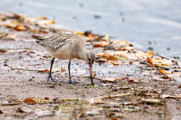 Bar-tailed Godwit