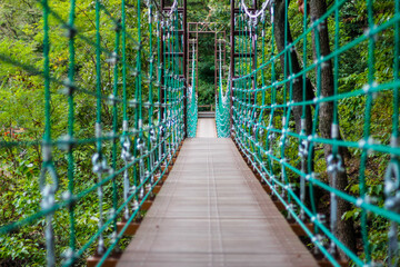 Suspension bridge in tropical rain forest