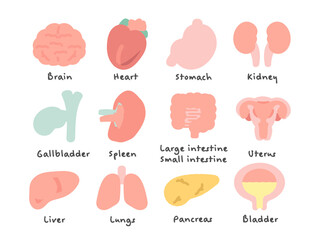 脳　臓器　内臓　イラストセット（説明あり）