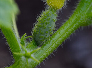 A small cucumber growing on its plant with a dark background