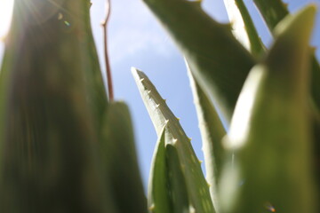 closeup of a plant