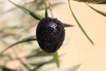 branch with an olive 