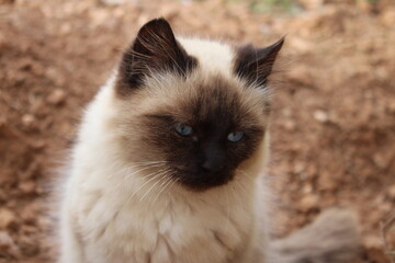 portrait of a siamese cat