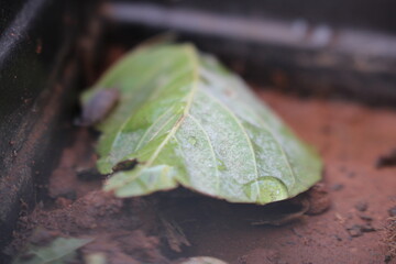 close up photo of a leaf with an insect
