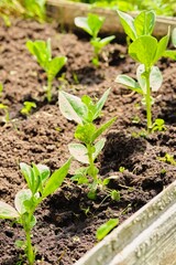 Growing green vegetable beans in a garden bed. Growing beans.