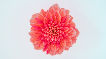 ピンク色のダリアの花