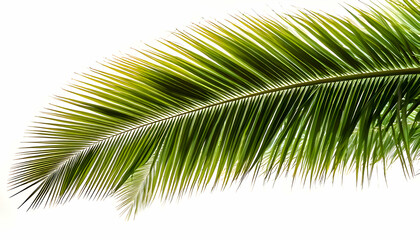 Obraz premium Palm tree branch with green leaves, cut out