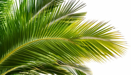 Palm tree branch with green leaves, cut out