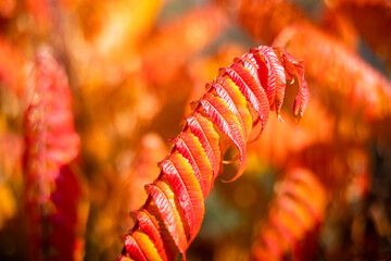 Red autumn leaves of sumac vinegar .autumn;