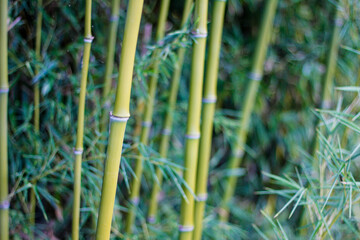 Bamboo plants in garden