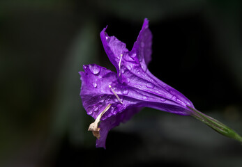 black background with violet flower. Wallpaper with exotic. Backdrop with copy space. picture for congratulations. garden flowers. poster for interior. picture for house. flowers close-up, macro photo