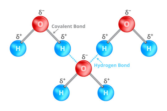 Vector chemical illustration of hydrogen bond or H-bond on water molecule. Dipol-dipol force of attraction, interaction between a hydrogen atom and atoms with high electronegativity such as oxygen.