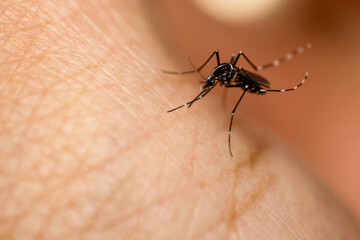 nasty insect mosquito sitting on her hand and drinks the blood of the pierced skin