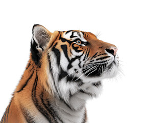 Obraz premium Close-up profile of a majestic tiger, showcasing its strength and beauty. Represents wildlife, power, and natural elegance in animal-themed visuals.