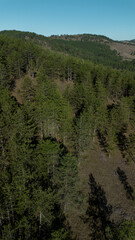 Aerial view on green pine forest. Nature of western Serbia in early autumn on a sunny warm day, Zlatibor is a small town popular among tourists.
