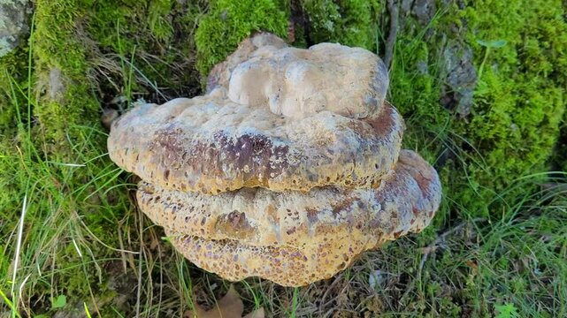 Baumschwamm, Tropfender Schillerporling - Inonotus dryadeus