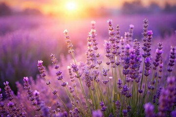 Obraz premium Softly glowing purple lavender fields with gentle wildflowers swaying in the breeze, nature, evening, misty sky