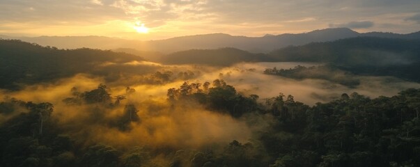 Fototapeta premium Golden Hour Fog Envelops Rainforest Valley - Aerial View at Sunrise