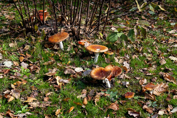 grzyby, las, trujące grzyby, liście, jesień, przyroda, muchomor