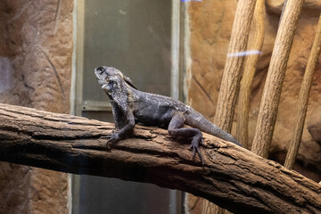 jaszczurka, zoo, zwierzęta, gad, dzika natura, ogród zoologiczny, © Estera