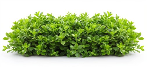 Obraz premium Vibrant green succulent plant arrangement on a white isolated background, ideal for enhancing natural aesthetics in design projects.