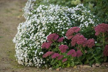 Autumn lush flower beds of white and purple flowers