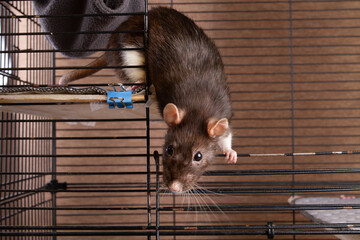 A pet rat comes out of the cage
