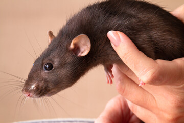 A pet rat escapes from the hand of owner