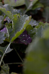 krople deszczu, kropelki, deszcz, rośliny, liście, krople na liściach, przyroda,