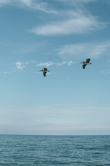 Two birds in the sky.