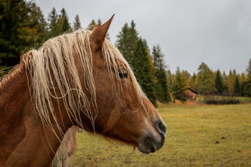 Fototapeta premium horse in the Dolomites