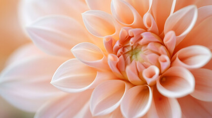 Fototapeta premium spring flower