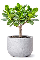 Indoor potted tree plant isolated on white background