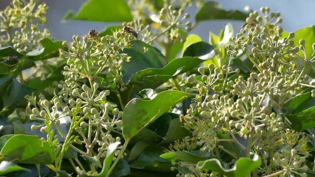 Insekten bei der Futtersuche am bl&uuml;henden Efeu, Bayern, Deutschland, Europa