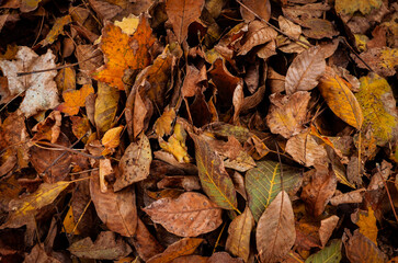 A pile of autumn leaves with some brown spots. The leaves are scattered all over the ground. The image has a rustic and natural feel to it.