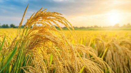Golden Rice Field Under Beautiful Sunset