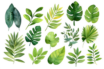 Fototapeta premium Watercolor Set of Tropical leaves, isolated on white background