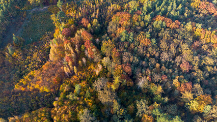 Autumn forest, bird's eye view