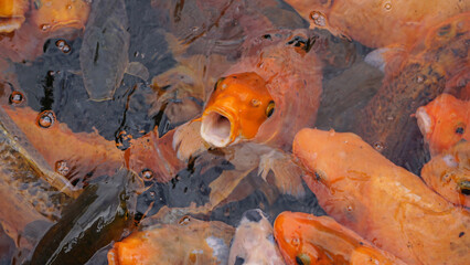 Koi fish closeup