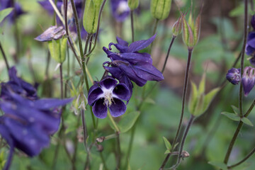 veilchen lila blume natur flora