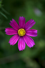 close up of pink flower