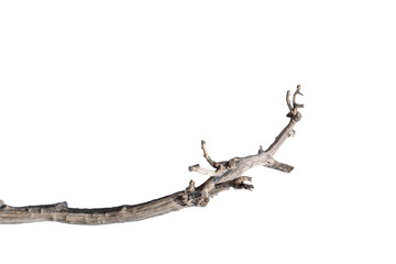 Branch of dead tree dry dead tree isolated on blank background  high resolution great details vibrant