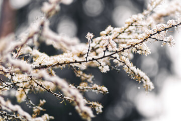 Snow Tree