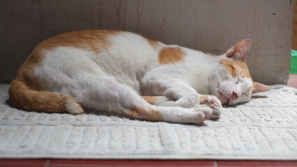 A domestic white yellow cat is sleeping on a mat on the floor