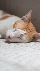 A domestic white yellow cat is sleeping on a mat on the floor