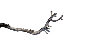 Branch of dead tree dry dead tree isolated on blank background  high resolution great details vibrant